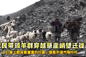 牧民带领羊群穿越悬崖峭壁迁徙，人们身上都背着重重的行囊