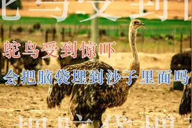 鸵鸟受到惊吓，会把脑袋埋到沙子里面吗？视频封面