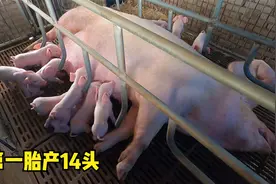 外购的二元母猪产崽啦，第一胎就产下14头小猪，丹系种猪果然厉害视频封面