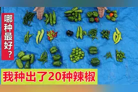 【种辣椒】20种辣椒比较, 哪个辣？哪个产量高？视频封面
