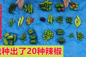 【种辣椒】20种辣椒比较, 哪个辣？哪个产量高？视频封面