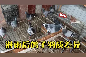 鸽子淋雨半小时，羽质好坏一眼就看出来，阴雨天预防毛滴虫呼吸道视频封面