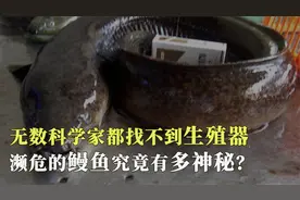 没有生殖器，鳗鱼如何繁殖后代，人工培育为什么不可行？