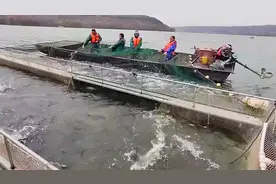 宝鸡这座水库，一网下去能捕捞100000斤鱼