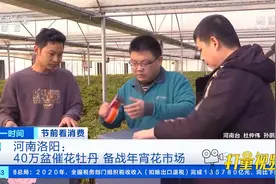 洛阳：40万盆催花牡丹“整装待发”，备战年宵花市场|第一时间视频封面