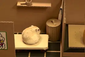 生活达人秀：饲养的小仓鼠爱吃米还是虫子视频封面