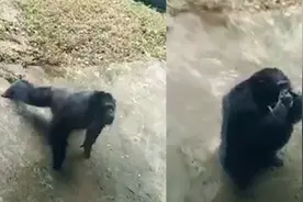 动物园黑猩猩学大爷做俯卧撑 最后一个动作逗乐游客视频封面
