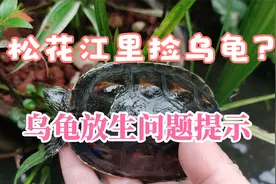 东北松花江里捡到乌龟？都是乱放生惹的祸，合理科学放生草龟提示视频封面