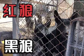 叔叔家猎犬，红狼配黑狼，两个品种一种模样，太帅气了，来欣赏下
