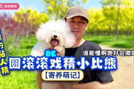 戏精小比熊的家庭寄养度假vlog记录日常狗子快乐生活带狗出游景点视频封面