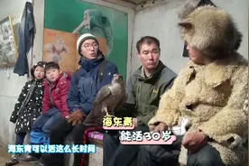 鹰的年龄要靠羽毛判断，神鸟海东青能活到30岁！