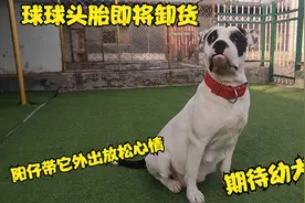 杀人犬球球头胎准备卸货，主人特地带它外出放松，期待幼犬降临