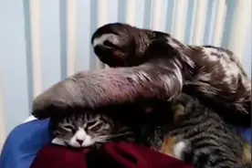 树懒撩正在睡觉的猫咪，接下来憋住别笑，镜头记录搞笑全过程！视频封面