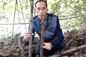农村不常见的一种黑竹子，竹笋发苦农民还不舍得吃，已成稀少植物