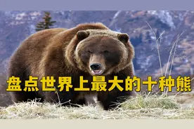 你见过熊吗？见过最大的熊有多大？盘点世界上最大的十种熊。