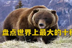 你见过熊吗？见过最大的熊有多大？盘点世界上最大的十种熊。视频封面