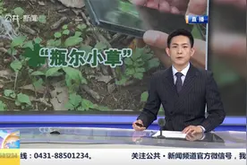 浙江：校园内发现3亿年前植物活化石“瓶尔小草”视频封面