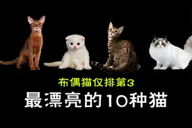 布偶猫仅排第3，世界上最漂亮的10种猫，你家养的是哪款？视频封面