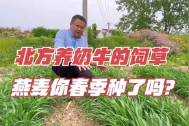 养殖奶牛的必备牧草，饲用燕麦营养好，生长快，春播正当时！