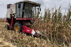 农民废铁价买的玉米收割机，专门收割玉米籽粒，没想到收这么干净