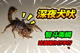 半夜12点疯狂狗叫，害怕毒蛇作怪出门翻找，花盆附近发现致命毒蝎视频封面