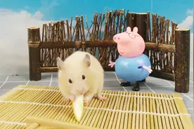 小仓鼠吃面包虫容易上火，那么给小仓鼠喂多少面包虫合适呢