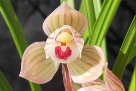 兰花追古溯今，从“官种水仙”认知“兰花瓣型”视频封面