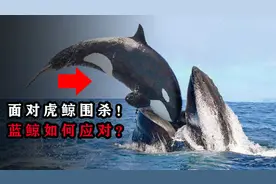 为何虎鲸敢猎杀蓝鲸？面对虎鲸群的攻击，蓝鲸有何应对之策？视频封面