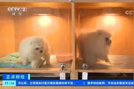 四川成都：春节期间宠物寄养一“窝”难求视频封面