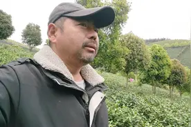 农民鲁智深安徽茶山打工做饭，看看摘茶人的日常，实干才是正事视频封面