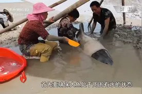 十几条“大鱼”退潮时陷泥坑 村民自发救援 竟是国家二级保护动物视频封面