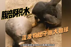 小狗肚子突然变大被遗弃，严重腹水让它生不如死，抽腹水太解压了视频封面