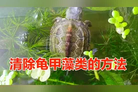 乌龟后背长绿藻有害吗，要怎么处理？清除龟背上藻类3个简单方法视频封面