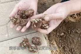 花园植物蛇鞭菊，北方地栽很耐寒，夏季高温开花美，几乎不用打理视频封面