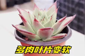 多肉叶片变软别担心，这些步骤做好，秋天轻松恢复生机