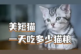 美短猫一天吃多少猫粮合适，这篇视频告诉你！