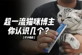 超一流猫咪博主，你认识几个？
