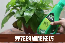 植物营养买回家怎么用？园艺师教你，养花施肥的正确技巧视频封面
