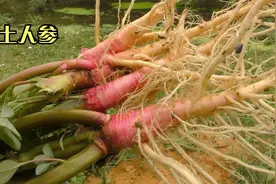 “野刺苋”又称“土人参”，它有什么用途？你知道吗？