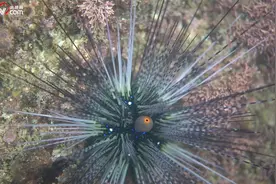 《蓝色中国》深圳｜大亚湾核电站水域的动物会受到辐射影响吗？视频封面