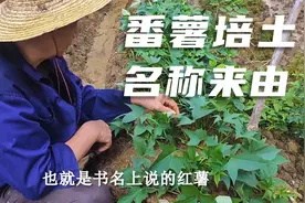 田耕地上：红薯又称为番薯，就是因为这样培土而得来的叫法视频封面