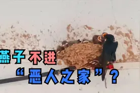 燕子来家里筑巢，有这几点预示，农民千万不要打也不要赶视频封面