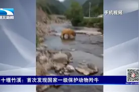 关注！十堰竹溪首次发现国家一级保护动物羚牛视频封面
