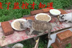 装了监控之后，才知道6只流浪猫是怎么一个月吃掉几百斤猫粮的！视频封面