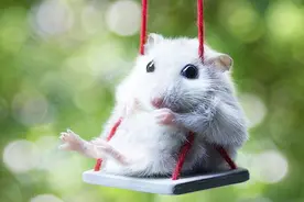 肉球是只鼠：仓鼠越狱的找回方法，祝你早日找回你越狱的小可爱啊