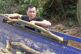 老林把荔枝果园的老树锯掉重新嫁接，锯出来的木材能卖400元一吨视频封面