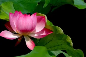 祝福金曲《步步高升》，祝你马到成功步步高升，好运相伴每一分钟视频封面