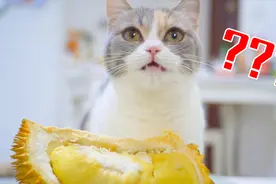 猫咪试吃10种食物，一边咀嚼一边发出呼噜声，看饿了！