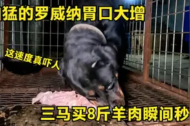 凶猛的罗威纳胃口大增，三马买8斤羊肉瞬间秒完，吃肉速度真惊人视频封面