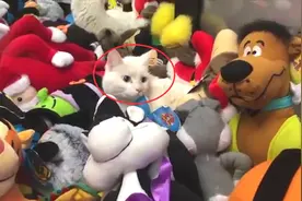 男子在娃娃机里抓猫咪，一爪子下去，抓住了一只猫咪